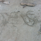 The drug traffickers wrote “Jesus” in the cement outside Flores’ home. (Courtesy of Carmen Flores)